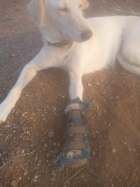 Animal Prosthetics